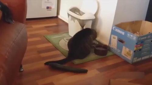 猫吃瓜视频搞笑,笑料横生萌态十足!