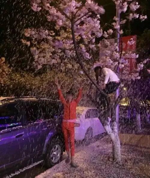 樱花学院吃瓜群,揭秘校园里的那些事儿