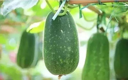 结婚前吃瓜,揭秘明星情侣甜蜜背后的秘密