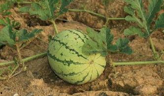 吃瓜吃完特别渴,解渴一夏