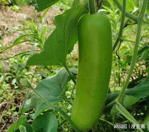 以前吃瓜跟现在吃瓜,网络时代舆论场的变化轨迹