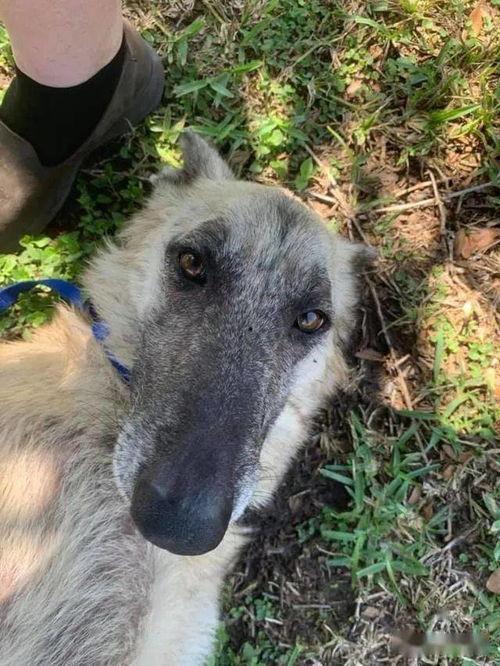 狗狗叼饭盆吃瓜,萌宠趣味日常一幕