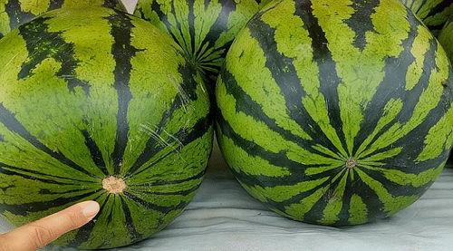 买瓜看瓜吃瓜,一场夏日的甜蜜冒险