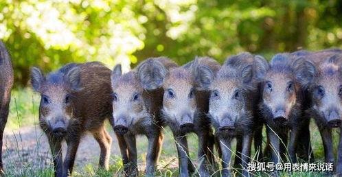 野猪吃瓜的照片图片