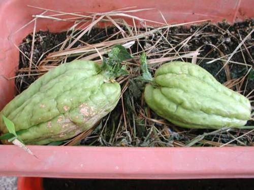 娃娃可以吃羊角瓜