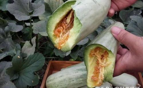 福瓜孕妇可以吃吗,安全与营养两不误