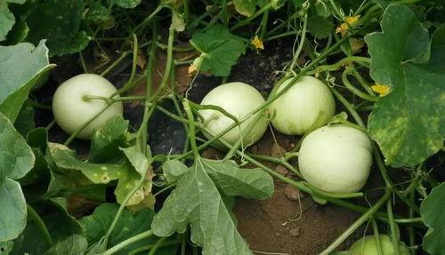 正在吃瓜的甜瓜,揭秘甜瓜的甜蜜秘密