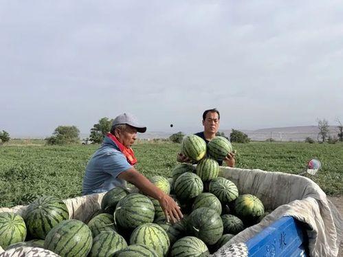 v区绿洲吃瓜,揭秘神秘吃瓜乐园的奇幻之旅
