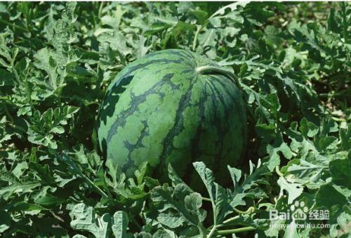 孕妇可以吃梢瓜么,孕妇可以吃梢瓜吗？营养与安全解析