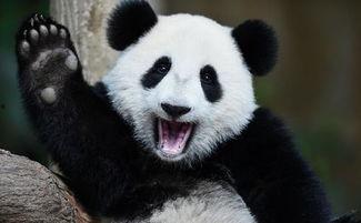 熊猫吃瓜照片,悠闲享受夏日瓜果盛宴