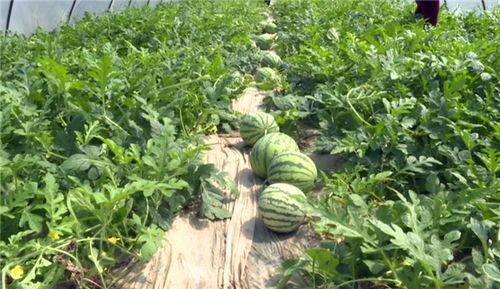 海南最新吃瓜事件视频,视频揭秘惊人真相