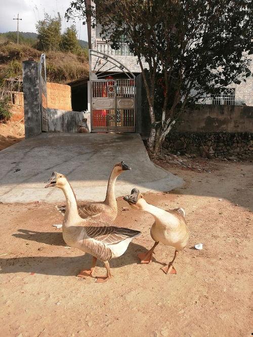 影视吃瓜鹅,吃瓜鹅带你揭秘娱乐圈幕后真相