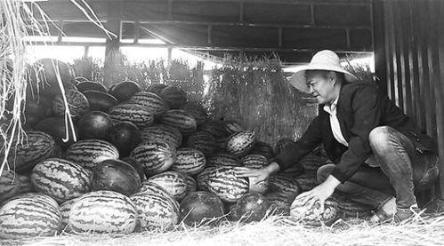 孟州吃瓜群众,吃瓜群众的热议焦点