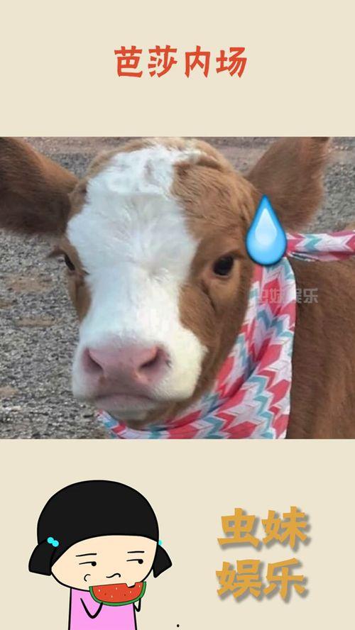 青海抖音吃瓜,揭秘高原美食背后的故事