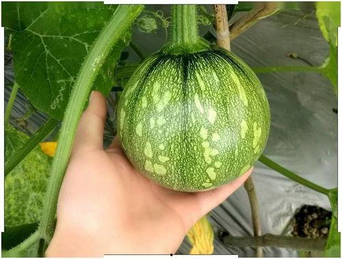 江苏财经吃瓜事件,揭秘网络舆论的风暴与真相